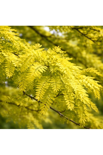 Gleditsia triacanthos Sunburst 